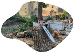Poda de Arbolado