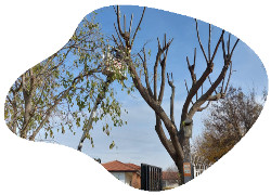 Tala de arboles